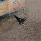 ديك عربي اصيل للبيع