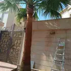 تكريب الواشنطونيا والنخيل وتنسيق الحدائق