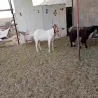 للبيع ثلاثه تيوس