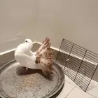 single young bird