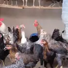 دجاج فيومي