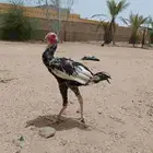 ديك باكستاني سندي