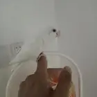 روز البينو اليف على السوم