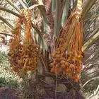 نخيل للبيع وشاري يسوم جمله وتفرد حتا واحده
