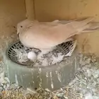 حمام تركي و محكر للبيع