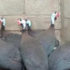 دجاج حبشى