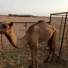 بكره بنت الطائف جمل عبدالله صالح الجهني