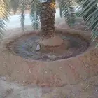 نقوم بجميع اعمال انخيل تكريب وتحويض وقلع وجريد