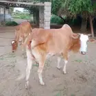 بقره منتوج فاخره لي البيع