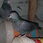 حمام