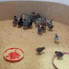 البيع صوص
