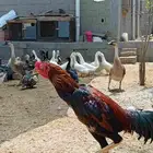 دجاج شامو