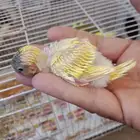 للبيع فرخ بادجي غر اللون واضح في الصورة