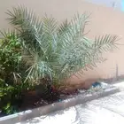 نخل وسط وشجره