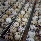 بيض سمان