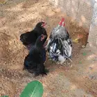 دجاج كوشن