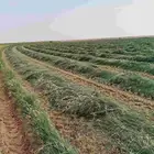 لفات رودس جديد ناعم المذنب
