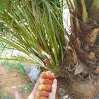 نخيل البيع اسعرنامعقوله نخل خلي من المراض