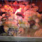 صوص بلدي فقس عمر يوم