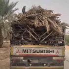 سعف نخل جديد أخضر للعرايش والمظلات