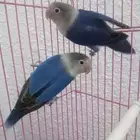 جوز فيشر صحه ونضافه مع الملحقات