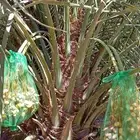 النخل للبيع وشاري يسوم جمله وتفرد حتا واحده