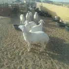 طليان حريات العدد8شحم ونظافة وسليمة من جميع الامراض للتواصل