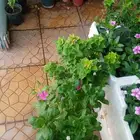 مشتل زراعي