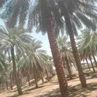 يوجد لدينا عمال نخل صرام قص تعبئه كرتون من لديه عمل يتواصل ب