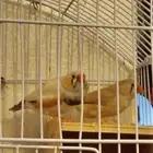 طيور زيبرا هولندي