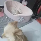 كلاب بومرينيان ام بعيالها للبيع مستعجل جدا