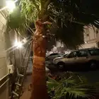 تكريب الواشنطونيا والنخيل وتنسيق الحدائق