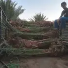ابو ناصر لتوريد وتركيب جميع انواع انخل المثمر وزينه لتواصل
