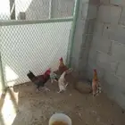 5ديك دجاج