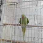 للبيع ببغاء دره
