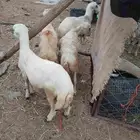 فران نضيفه العدد4الموقع العيدابي