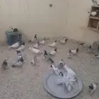 حمام باكستاني طيار متخرب كله طيران يوم كامل ماشاء الله ماشاء