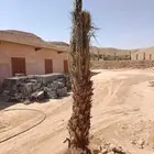 توريد وزراعة جميع انواع النخيل المثمرة القصيم الشفاء