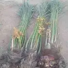 نخيل