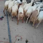 12خروف بلادي تب التب الموقع العيدابي