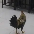 ديك مهجن بين باكستاني و بلدي اصوت شرط