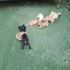 جراء بق بيور مستوي