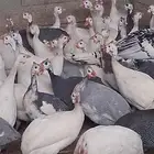 دجاج حبش بياض شرط