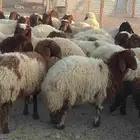 ذبايح للبيع شيء فاخر