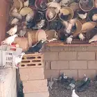 حمام مشكل مع فروخهم