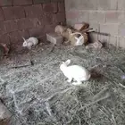 ارانب