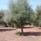 اشجار زيتون معمر للبيع