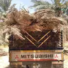 سعف نخل أخضر جديد طيب للعرايش والمظلات