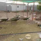 خمسه ذكرون طاووس