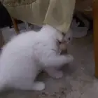 قط ذكر لي البيع رومي شيرازي الصامممل اجي